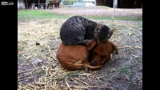 Cats and dogs.... best friends !