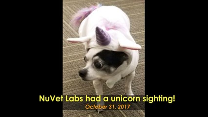 NuVet Labs Product for Happy Pets Life