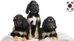 Scientists make puppy clones of world's first cloned dog