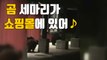 [자막뉴스] 쇼핑몰에 나타난 곰 세마리 '황당' / YTN
