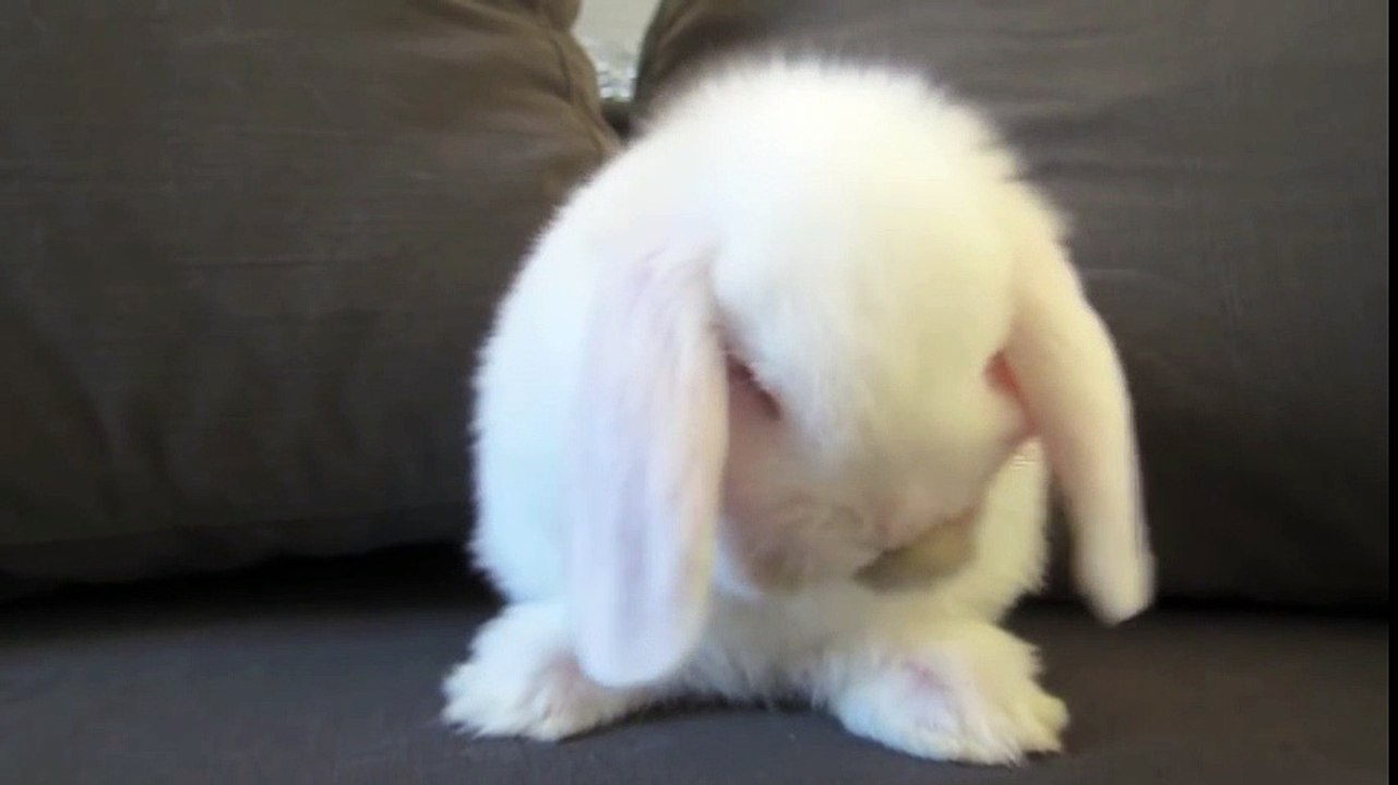 Cute Bunny