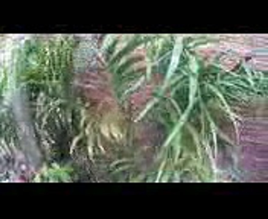 Diário de Uma Agrofloresta #42 - Removendo a Cerca e Tirando as Mudas de Pitaya
