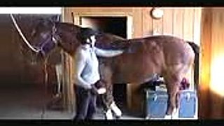 How to Activate Your Horse's Core Muscles