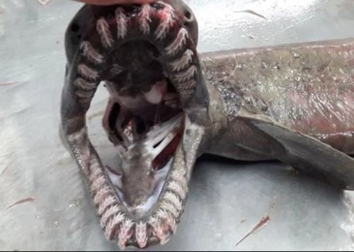 Les images rares d'un requin-lézard, animal préhistorique, véritable fossile vivant