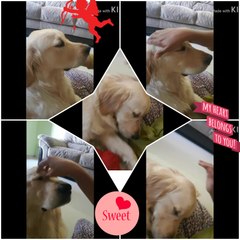 Meet Champ the most pampered dog - Golden Retriever