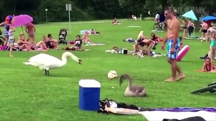 Funny Animals Subtitled Episode 1