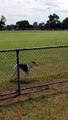 Ce chien a une façon incroyable de sauter au dessus d'une clôture, trop fort  !