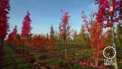Jardin : Planter un arbre XXL