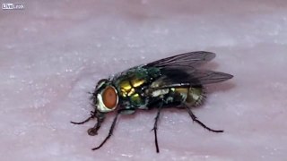 FLY ON MY HAM - CLOSE UP