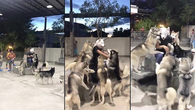 Chiens Husky vs Homme avec un masque