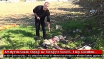 Antalya'da Sokak Köpeği Av Tüfeğiyle Vuruldu, 1 Kişi Gözaltına Alındı