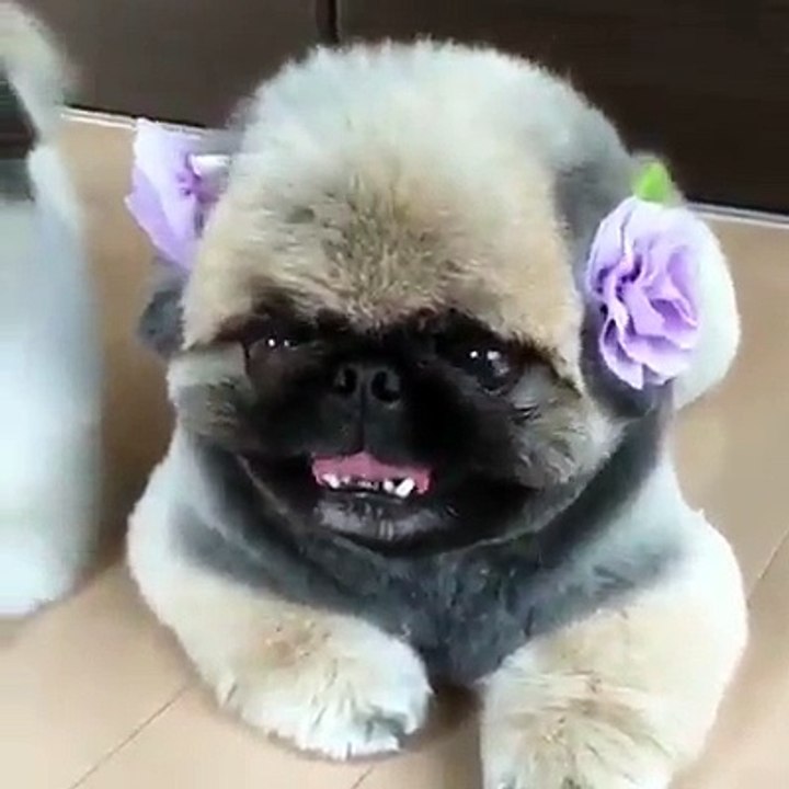 Nhìn cái gì mà nhìn- Chưa thấy con gái làm... - Khăn choàng cổ Phạm Gia