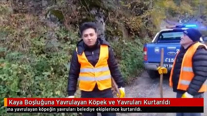Kaya Boşluğuna Yavrulayan Köpek ve Yavruları Kurtarıldı