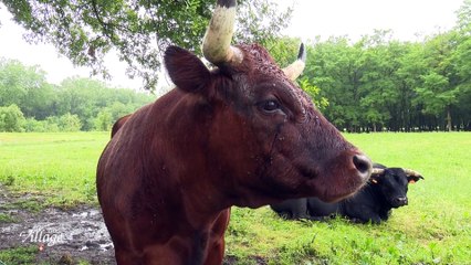 La Place du Village [S.1][E.42] Vaches et agriculture au pied du Mont-Blanc