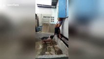 Pet pig pulls down owner's shorts in Bangkok
