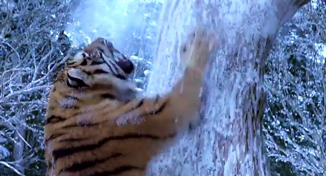 The Taking Of Tiger Mountain-The Best Tiger Scene