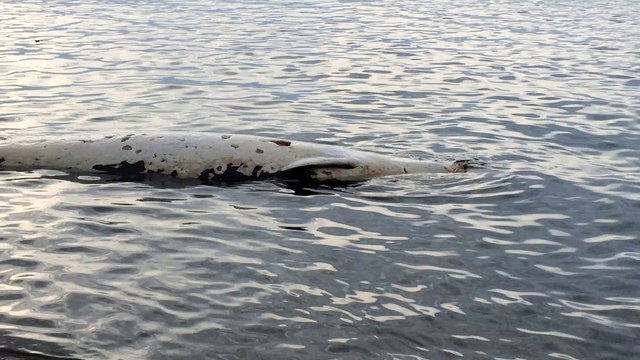 Un dauphin d'une espèce rare retrouvé mort dans la baie de Saint-Raphaël