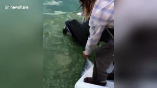 Fearless man nearly gets bitten when he handfeeds huge bull shark