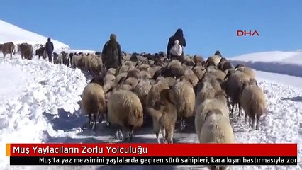 Muş Yaylacıların Zorlu Yolculuğu