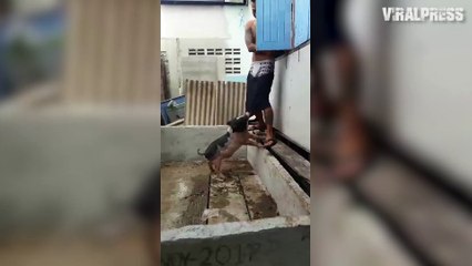 Pet Pig Pulls Down Owner's Shorts