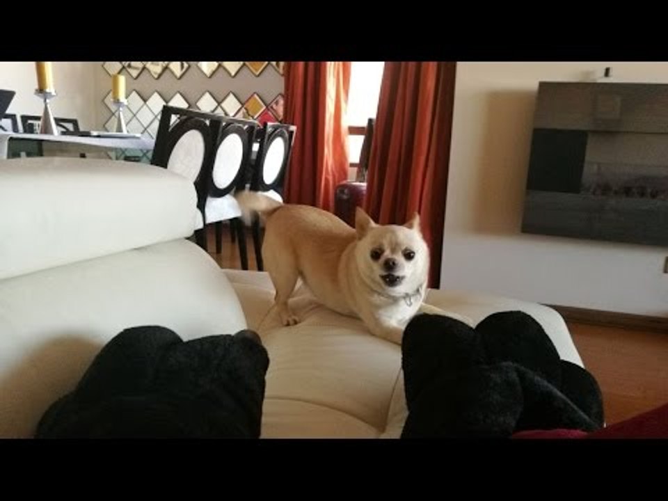 Energetic Chihuahua Excitedly Chases Owner's Slippers