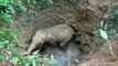 Dramatic footage shows baby elephant trapped in an abandoned well