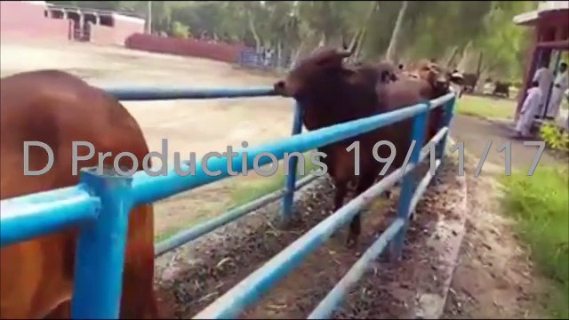 Naib Searching assets of nawaz shareef in sargodha - Danger Productions Network