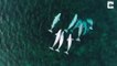 Over-Whale-Ming! Rare Footage Captures 800 Giant White Whales From Above In At-Risk Home Where They Come To Give Birth