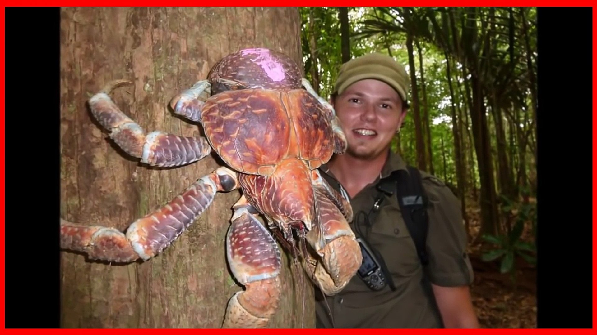 ⁣LARGEST ANIMALS on the PLANET - MOST GIANT ANIMALS in the WORLD