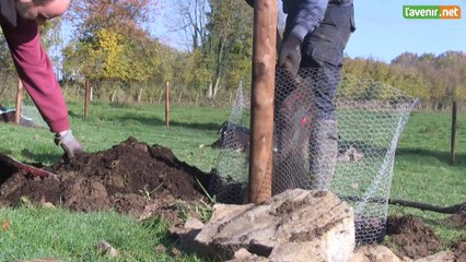 Fruitiers : la revanche des hautes tiges