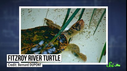 3 Animals That Breathe Through Their Butts