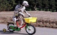 Cães Andando De Bicicleta - Incrível