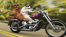 Bela Compilação De Cães Em Motociclos