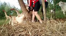 2 cyclistes sauvent une vache piégée dans un arbre par la tête !