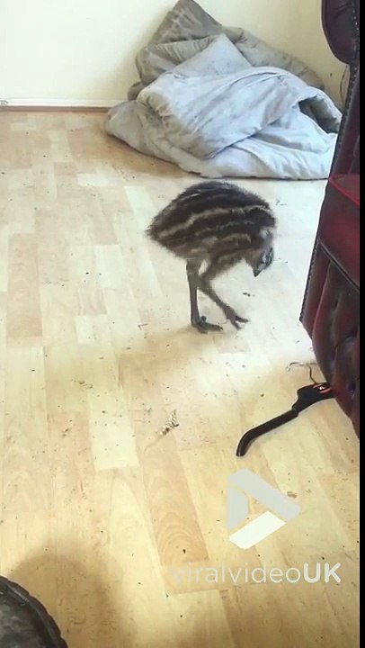 Ce bébé Autruche qui danse est tellement chou !!