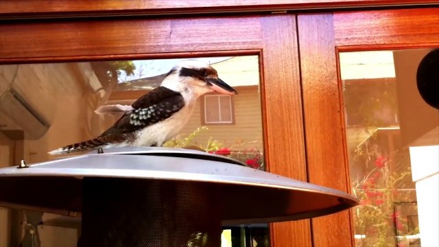 Cet oiseau pousse un cri extraordinaire !! Démarrage d'un camion...