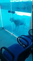 Até os animais estão revoltados com a situação do SUS