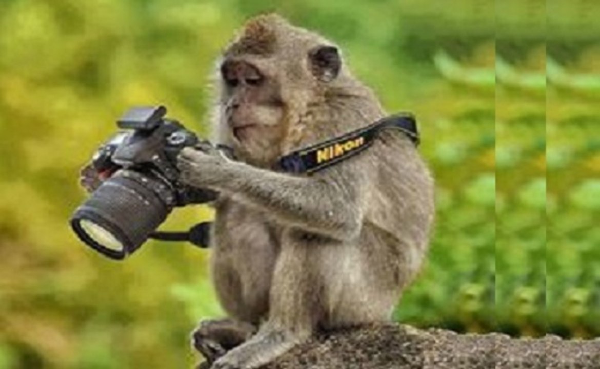 Para Rir Com Macacos Ladrões - Vídeo Dailymotion