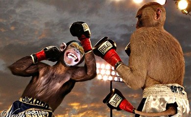 Cenas Top De Macacos Em Desporto E Ação