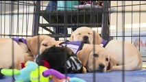 Puppies Comfort Holiday Travelers at Pennsylvania Airport