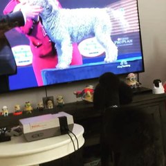 Excited Poodle Watches National Dog Show on Television