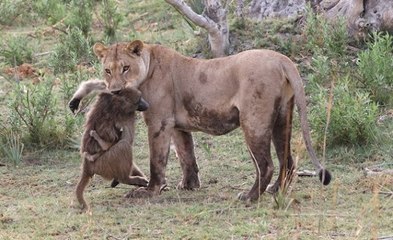 Cenas Incríveis de Babuínos Acabando Na Boca de Leões