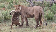 Cenas Incríveis de Babuínos Acabando Na Boca de Leões