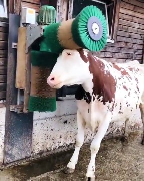 Une vache prend son pied avec une brosse (Suisse)