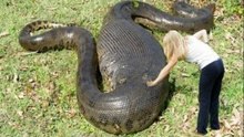 Anaconda Ou Sucuri - Um Bicho Impressionante!
