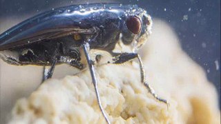 El extraño caso de las moscas del lago Mono, que bucean y salen