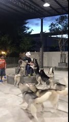 Dogs Welcome Their Owner Home