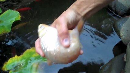 Voilà à quoi ressemble un poisson rouge enceinte! Très gros ventre