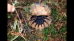 Cette araignée incroyable vit dans un trou camouflé à la perfection :  Malaysian trapdoor spider