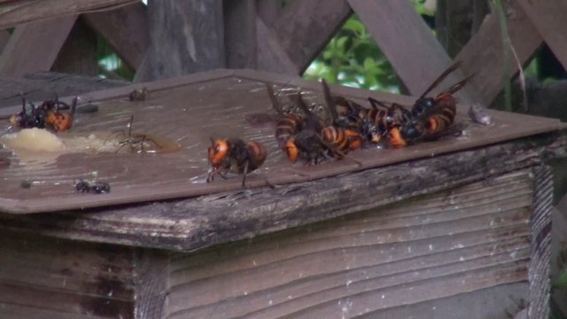 Sans pitié, ces frelons géants s'en prennent à une ruche d'abeille!
